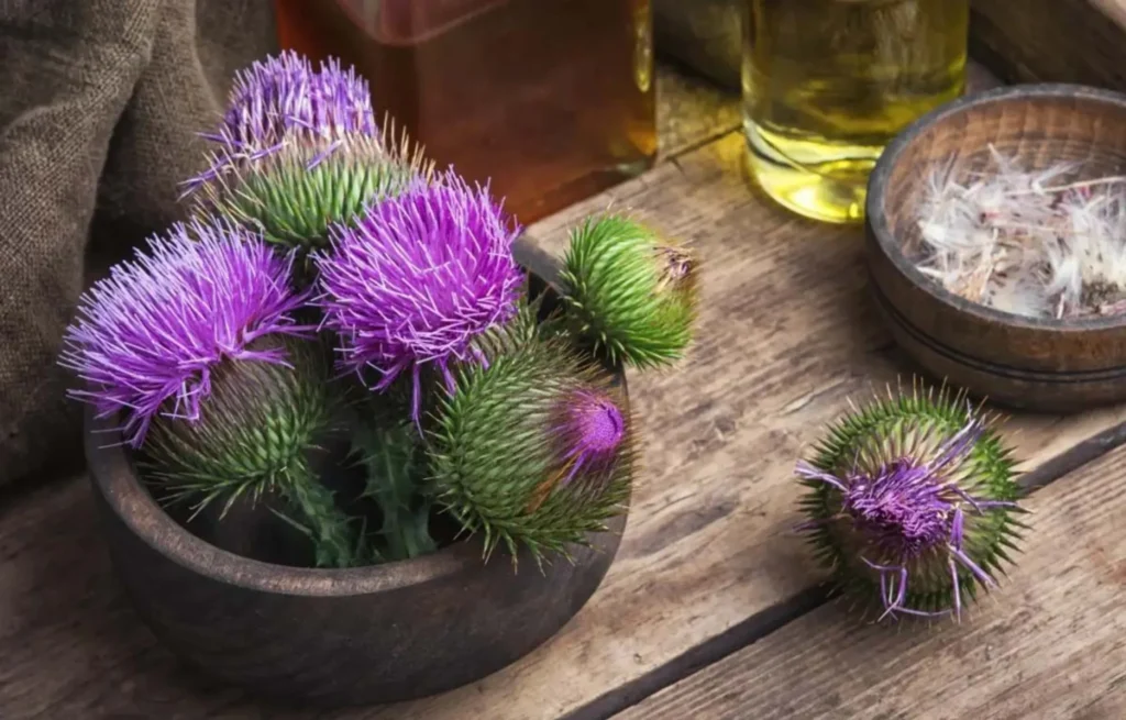 розторопша