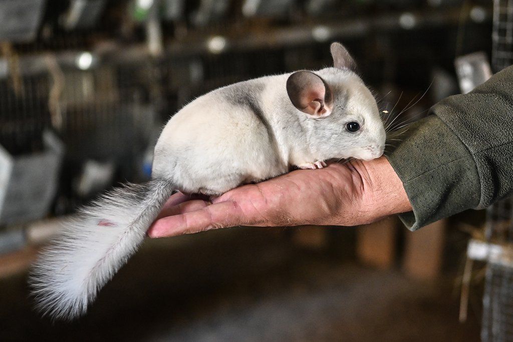 Шиншилла як домашній улюбленець – догляд, харчування, характер і цікаві факти про шиншилла шиншилла